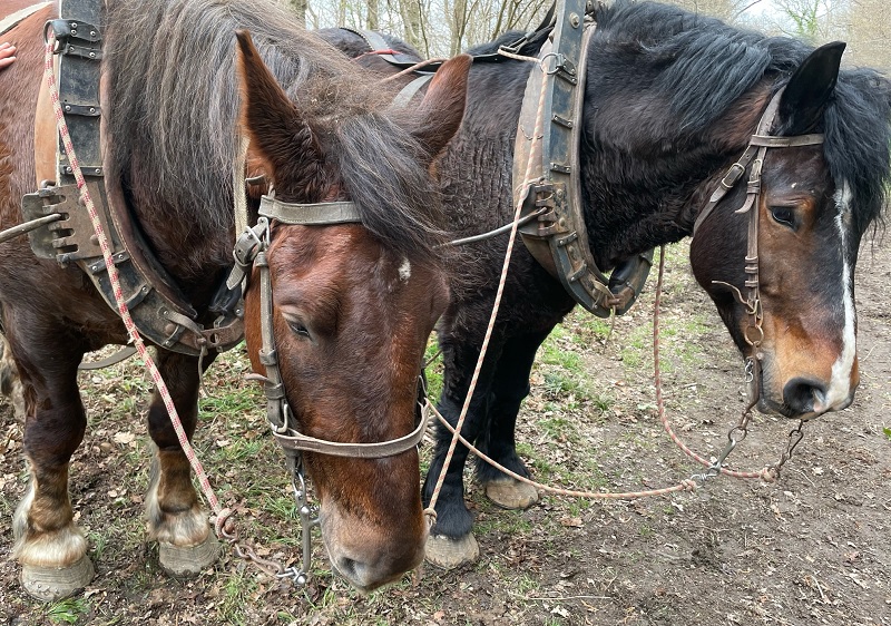 Deux des quatre chevaux bretons qui officient dans le massif. "Je leur parle en Breton !", précise Serge Le Louarn, des Attelages du Kreiz Breizh. Deux chevaux bretons