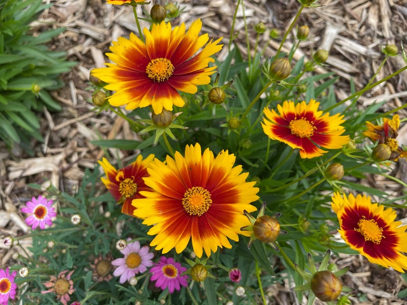 De jolies fleurs qui n'attendent que les papillons... et juste un peu d'attention de la part des collégiens ! De jolies fleurs qui n'attendent que les papillons... et un peu d'attention de la part des collégiens !