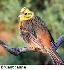 bruant jaune