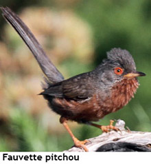 fauvette pitchou
