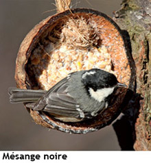 Mésange noire