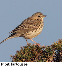 pipit farlousse