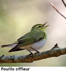 pouillo siffleur