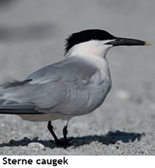 sterne caugek