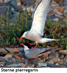 Sterne pierregarin