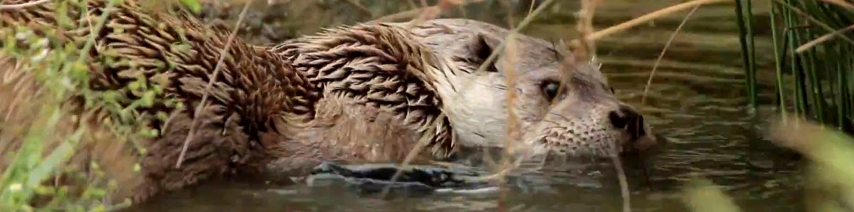 loutre