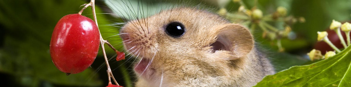 souris