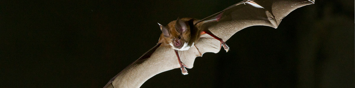 rhinolophe