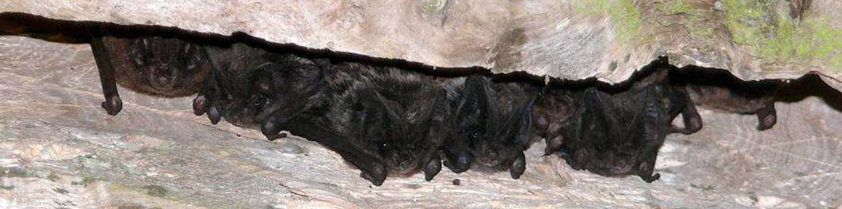 Chauves-souris