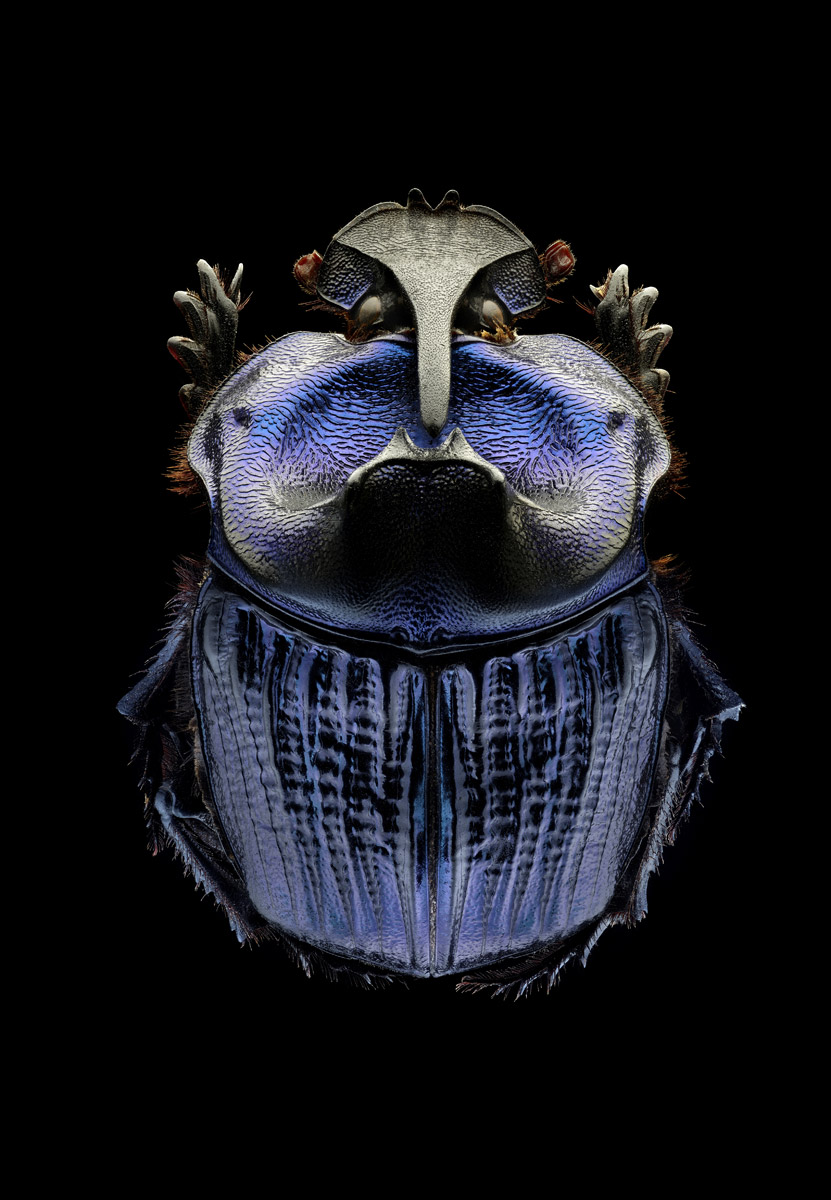 Microsculpture Microsculpture