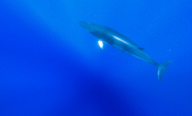 baleine baleine