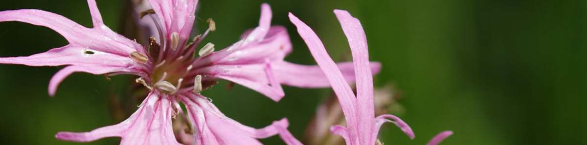 flore 2