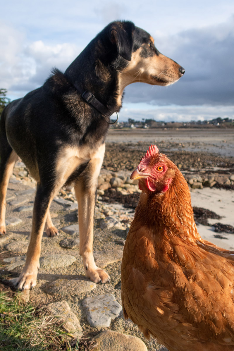 Bosco et Monique Bosco et Monique