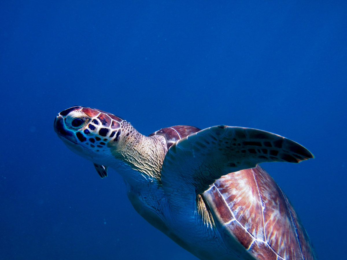 tortue tortue