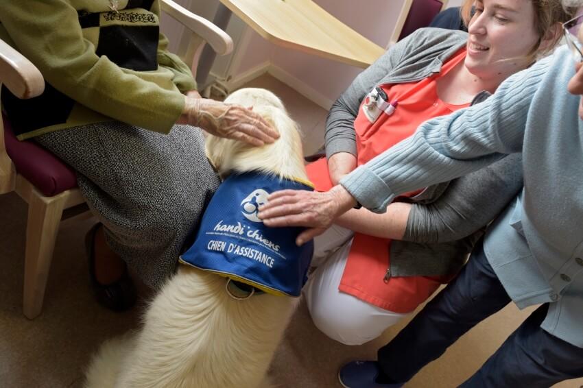 Marin, golden retriever de l&#039;association Handi&#039;chiens, intervient comme accompagnateur social à l&#039;Ehpad des Filles du Saint-Esprit à Saint-Brieuc.