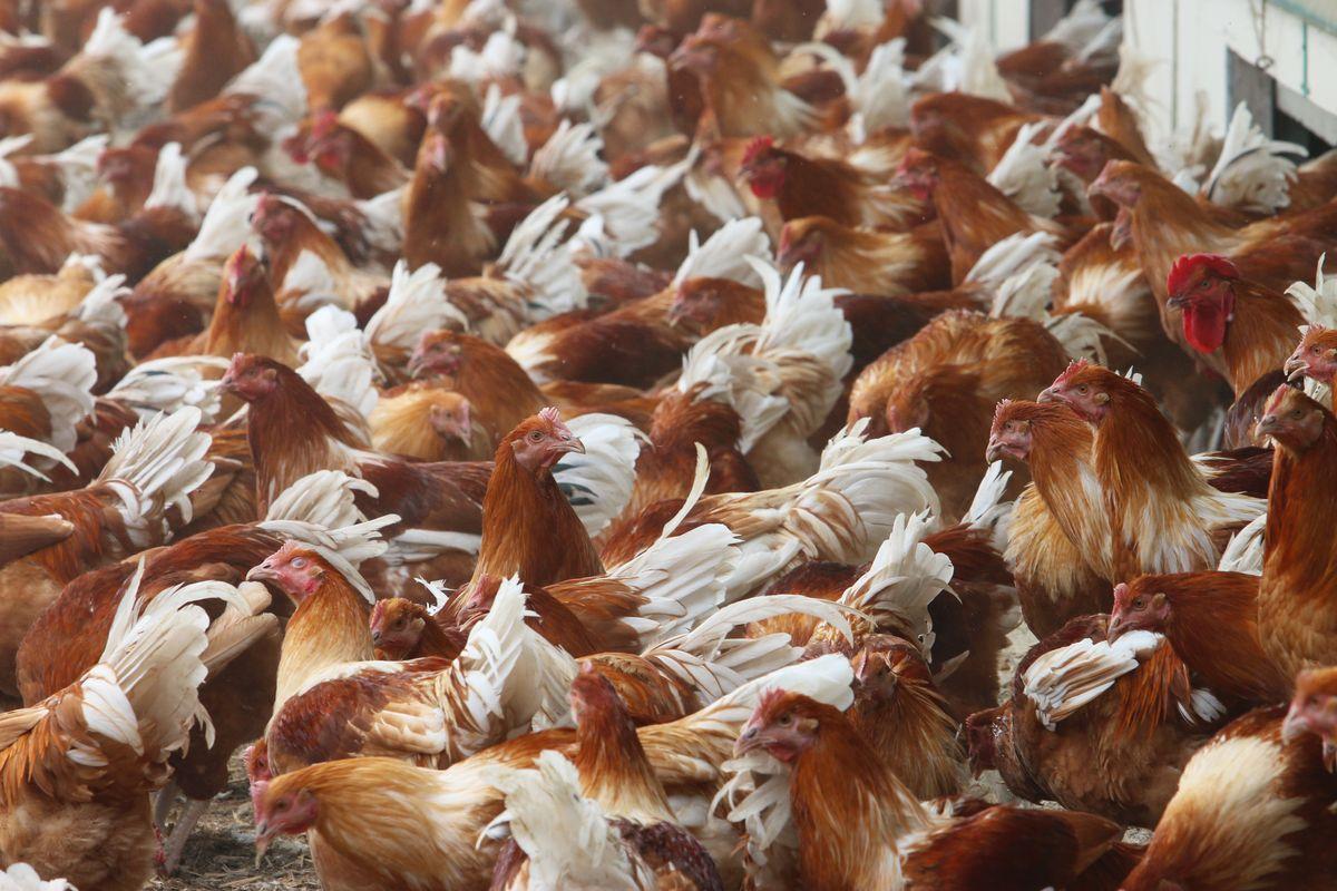 150 éleveurs et éleveuses de volailles de chair adhèrent aux Fermiers d&#039;Argoat. Pour l&#039;essentiel, il s&#039;agit de races rustiques et locales de qualité, en production longue – 81 jours minimum :  chapons (ci-dessous), volailles de chair noire et blanche, et pintades (photo Pascal Le Coz).