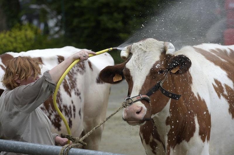 Lors des Terralies 2018 (remplacé par le salon de l&#039;agriculture depuis cette année). Une éleveuse de Loscouët-Gouarec lave ses Pies rouge des plaines. Photo : Thierry Jeandot