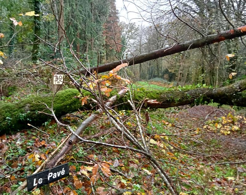 La forêt de Beffou