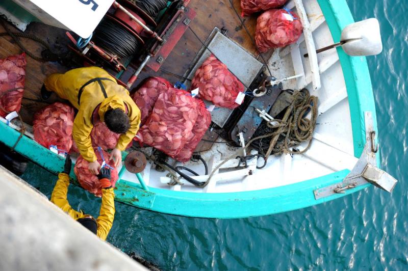 bateau de pêcheur avec deux marins qui déchargent des sacs de coquilles Saint-Jacques fraîchement pêchées