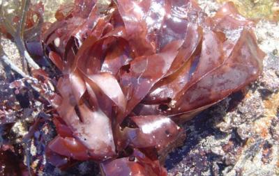Dulse Dulse
