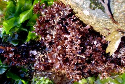 Chondrus crispus Chondrus crispus