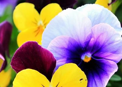 fleurs