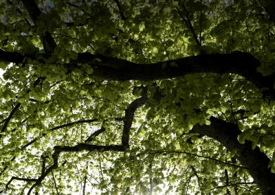 arbres anciens