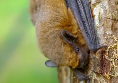 chauve-souris