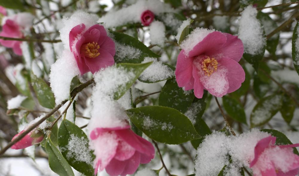 neige diapo