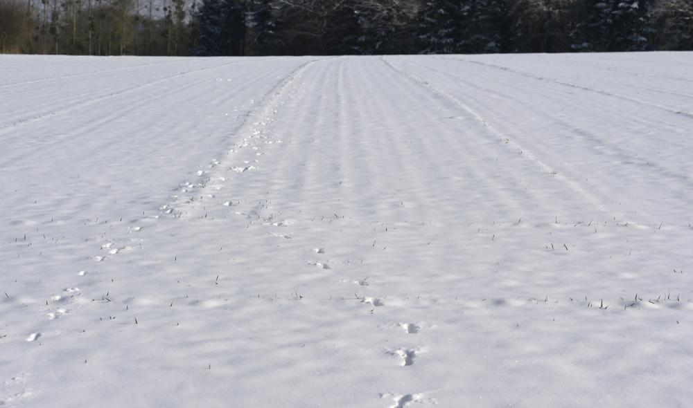 neige diapo